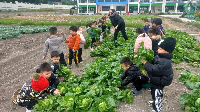 Trẻ trải nghiệm thu hoạch rau tại Trường Mầm non thị trấn Cái Rồng.