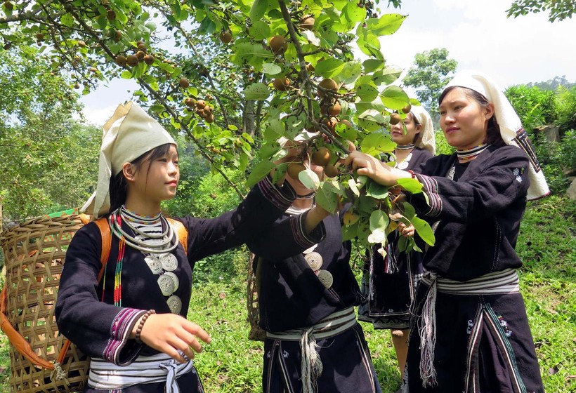 Đồng bào dân tộc Dao ở Hồng Thái, huyện Na Hang, tỉnh Tuyên Quang. 