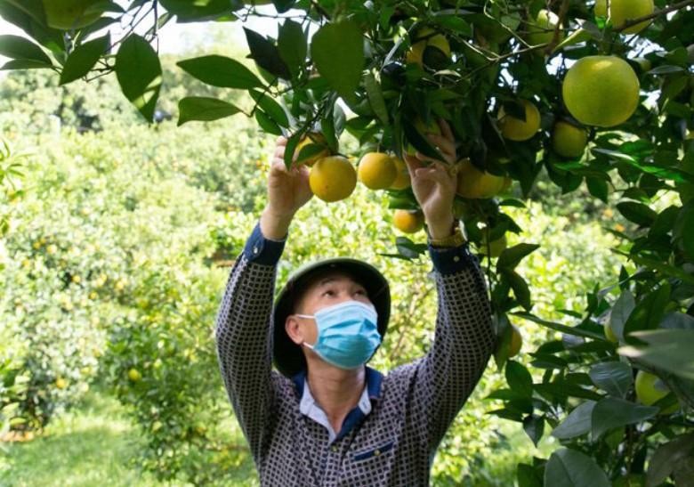 Nông dân huyện Cao Phong giảm nghèo nhờ đặc sản cam Cao Phong
