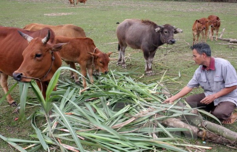 Bà con nông dân xã Hương Sơn, huyện Tân Kỳ vay vốn ưu đãi đầu tư chăn nuôi bò hiệu quả