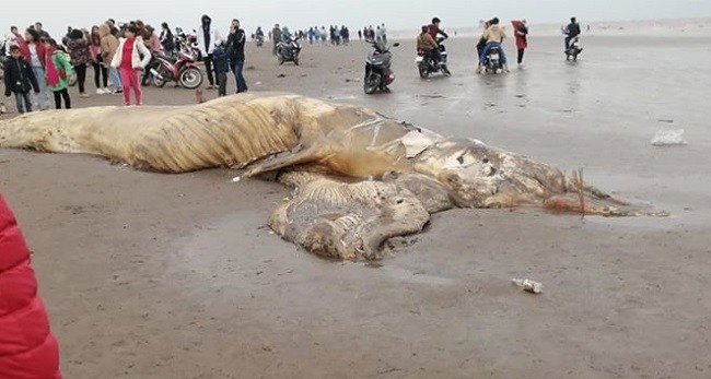 Xác cá voi nặng hơn 10 tấn dạt vào bờ biển Cồn Nổi, Ninh Bình