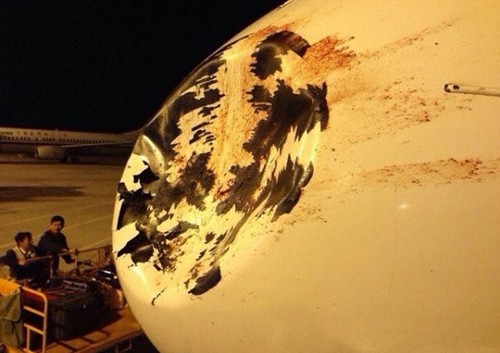 Mũi của máy bay hãng hàng không Hainan Airlines bị móp, trầy xước và dính máu sau cú va chạm với chim. Ảnh: ecns