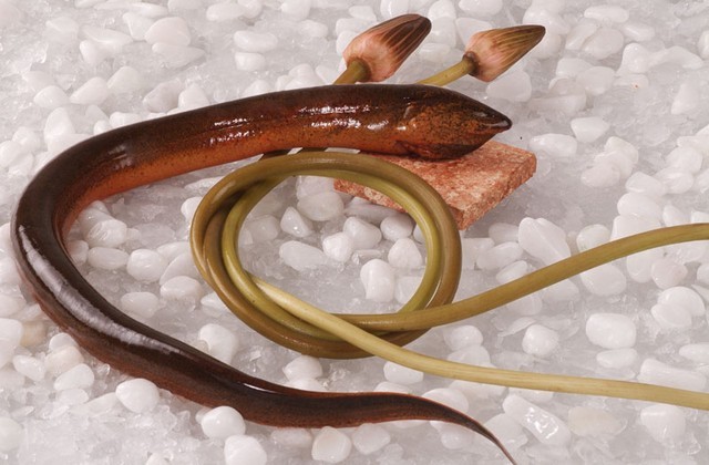 Ăn thịt lươn giúp chữa được 5 bệnh