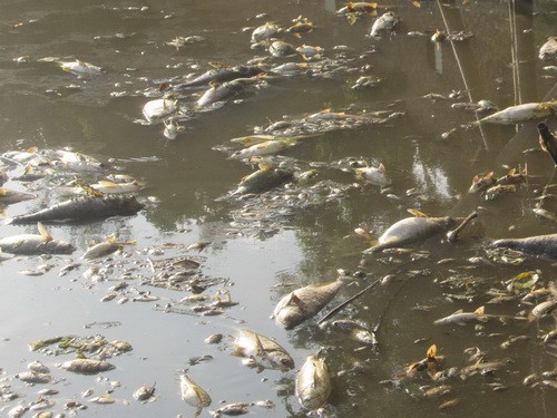 Sáng 18/7, hiện tượng cá chết nổi trên hồ Mật Sơn tiếp tục xảy ra. 