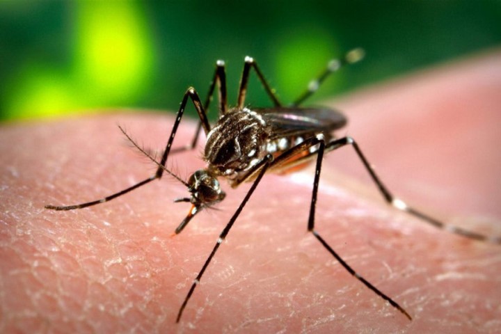 5 lầm tưởng phổ biến về việc chống muỗi đốt