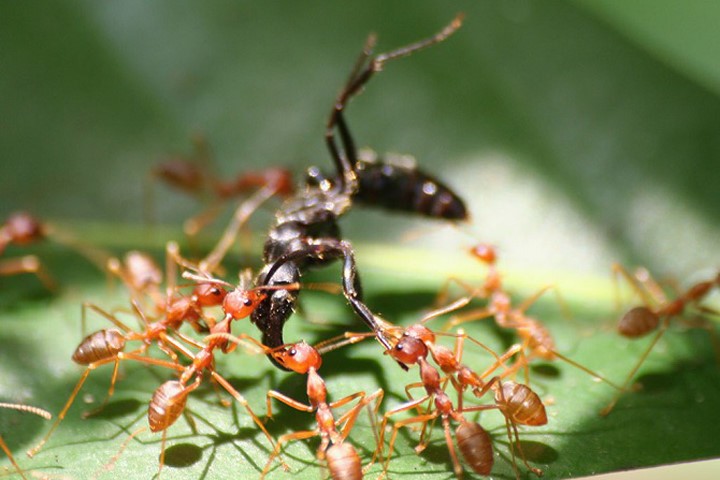 Loài kiến đang thống trị thế giới?