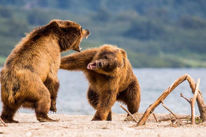 Cặp gấu nâu gầm thét, quyết chiến để giành quyền bắt cá