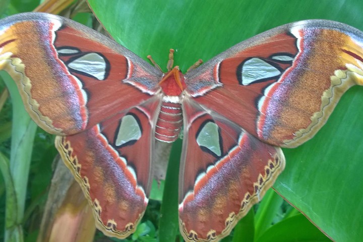 Loài bướm đêm lớn nhất thế giới xuất hiện ở Bạc Liêu