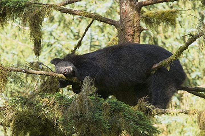 Gấu đen khổng lồ dùng "khinh công" ngủ trên cây