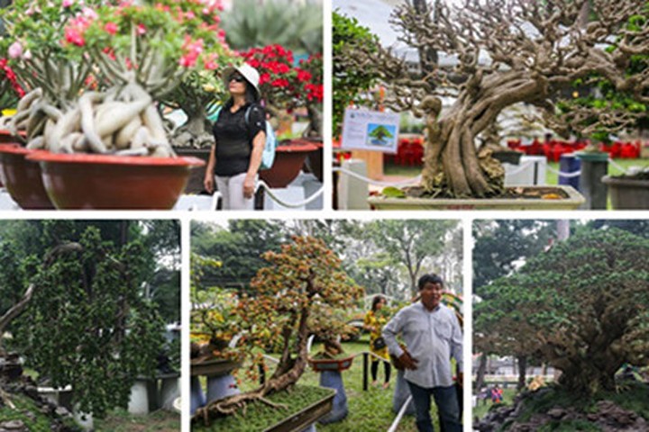 Nhiều cây cảnh độc lạ ở hội hoa xuân lớn nhất Sài Gòn