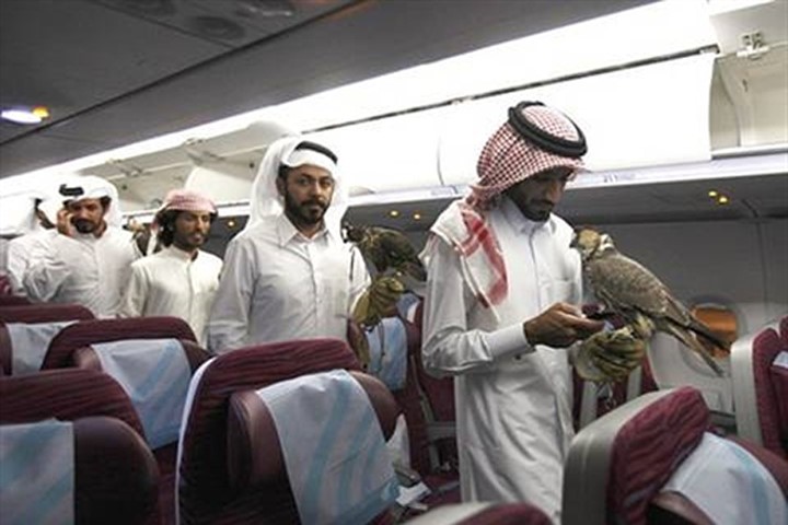 Thú chơi chim ưng bạc tỷ của đại gia Ả Rập