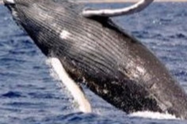Điều tra dân số cá voi bằng ảnh vệ tinh