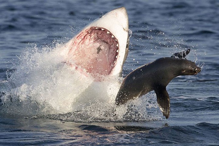 Cá mập trắng săn hải cẩu.