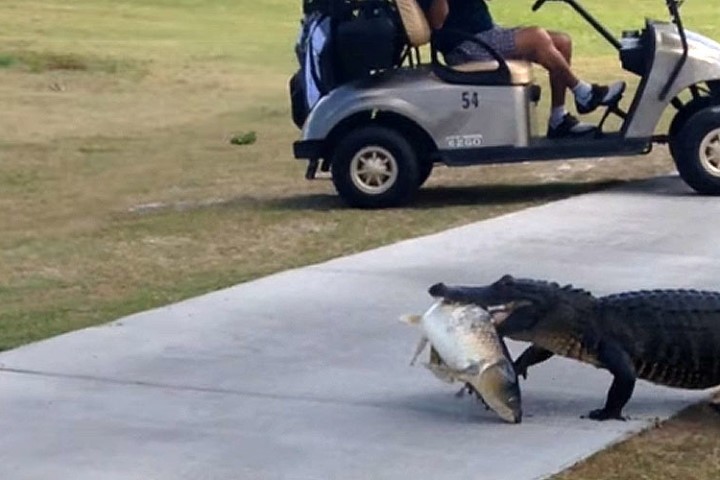 Cá sấu ngậm cá "khủng" dạo chơi trong khu chơi golf