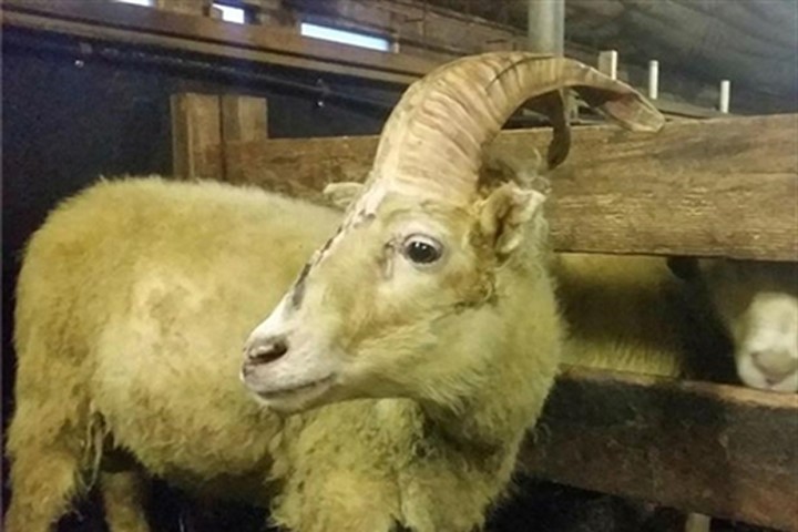 Sửng sốt khi phát hiện cừu "kỳ lân" tưởng chỉ có trong truyền thuyết