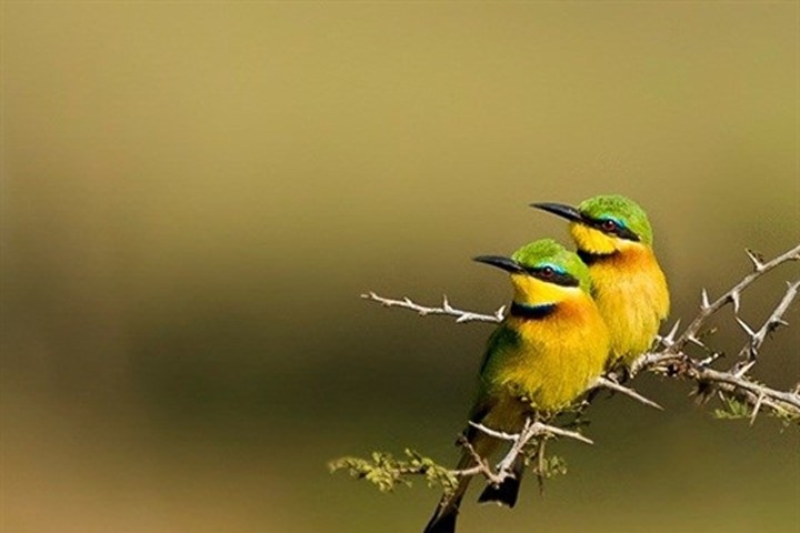 Vẻ đẹp khó tin của những loài chim hoang dã