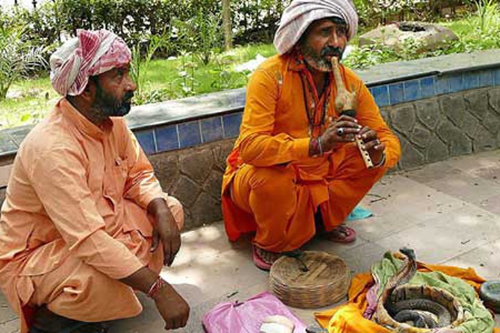 Rợn người xem rắn độc biểu diễn giữa phố Ấn Độ