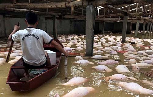 Đắng lòng cảnh hàng nghìn con lợn nổi phềnh trên nước