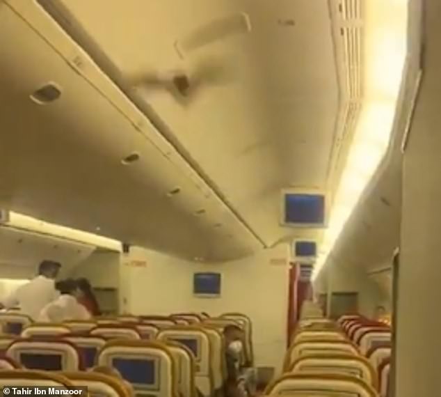 Hành khách hoảng loạn vì dơi lọt vào khoang, máy bay phải quay đầu gấp