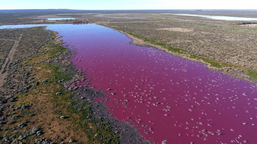 Hồ nước ở Argentina chuyển sang màu hồng.