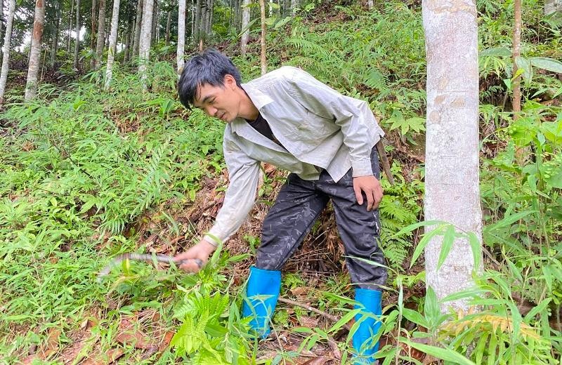 Người nông dân xã Tân Tiến chăm sóc cây quế. Ảnh Mai Linh.