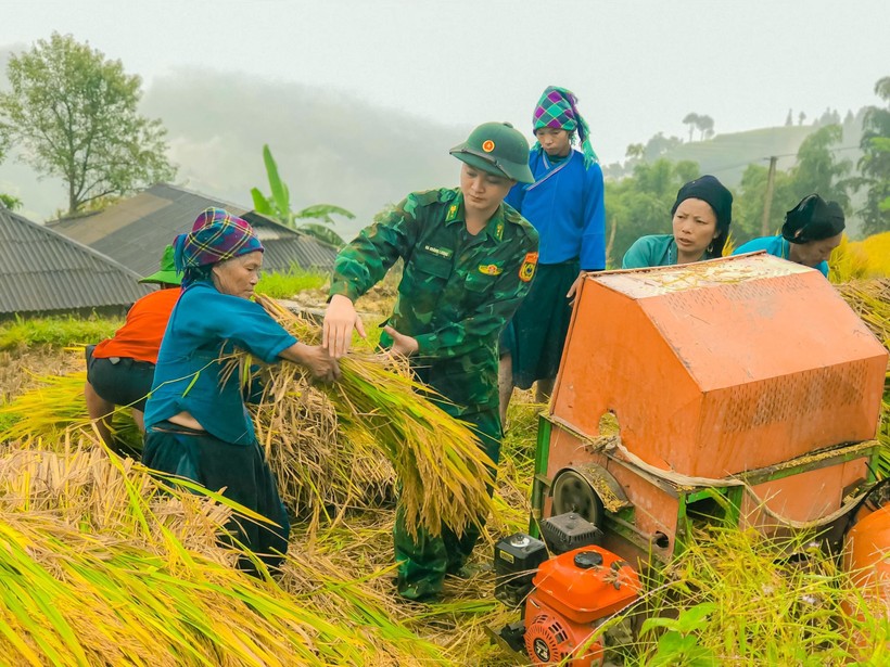Đồn Biên phòng Thàng Tín giúp nhân dân thôn Cao Thượng Sơn, xã Pố Lồ, huyện Hoàng Su Phì thu hoạch lúa mùa.
