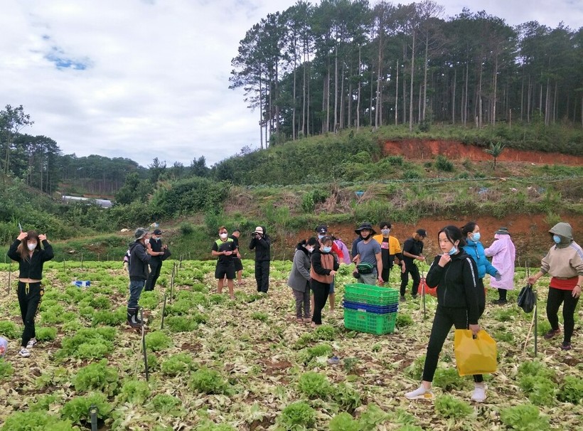 Thu hoạch nông sản tại Lâm Đồng để di chuyển lên xe về các tỉnh thành phía Nam.