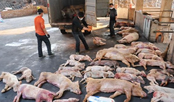 Trung Quốc đang tìm mọi cách kiểm soát dịch tả lợn châu Phi (Ảnh Internet)