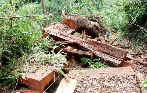 Hiện trường vụ phá rừng ở xã xã Chà Vàl thuộc Nam Sông Bung, huyện Nam Giang, tỉnh Quảng Nam.