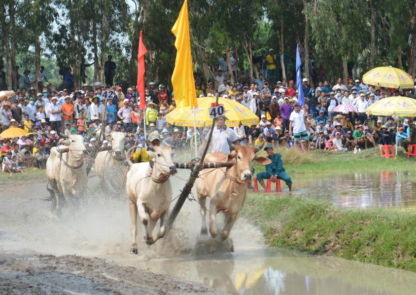 Hội đua bò Bảy Núi luôn thu hút sự quan tâm của đông đảo người dân các tỉnh đồng bằng sông Cửu Long đến xem, cổ vũ.