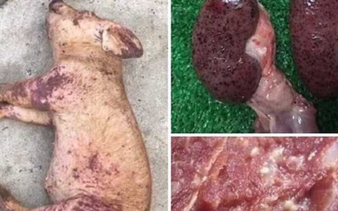 Hình ảnh thịt lợn bị dịch tả lợn châu Phi được tung lên mạng xã hội 