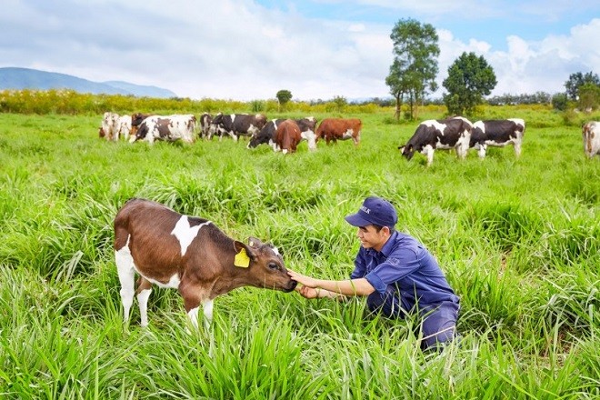 Chăm sóc bò sữa organic tại Trang trại bò sữa Đà Lạt của Vinamilk
