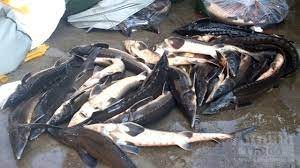 Cá Tầm giá rẻ có nguồn gốc nhập khẩu đang làm cho người nuôi cá Tầm trong nước lao đao.