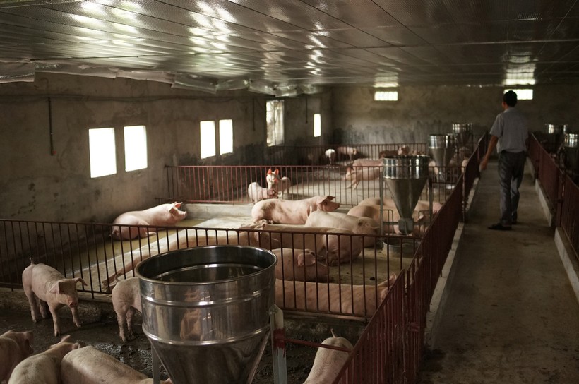 Nhiều cơ sở đã bắt đầu tái đàn chăn nuôi trở lại sau dịch bệnh nhưng vẫn còn cầm chừng.