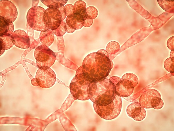 Vi khuẩn kháng thuốc được các nhà khoa học phát hiện trong nhiều mẫu tế bào.