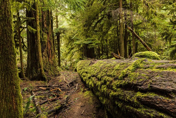Khu rừng ở British Columbia, nơi từng tồn tại ngôi làng của người Nhật