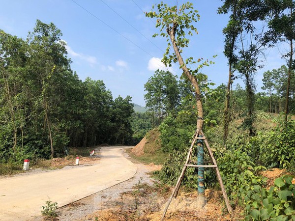 Hàng loạt cây ban tự “mọc” trên tuyến đường Đồng Mỏ - Bến Ván