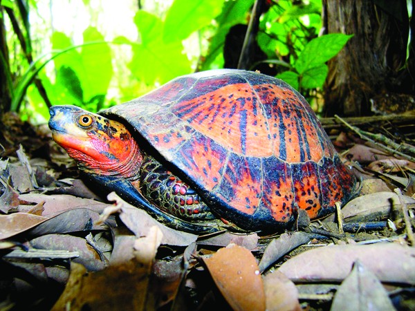 Tất cả các loài rùa cạn và rùa nước ngọt đều được bảo vệ theo quy định của Luật