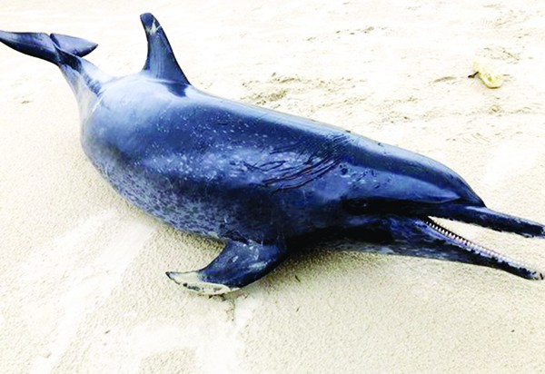 Cá heo nặng 60kg dạt vào bờ biển Quảng Ngãi,