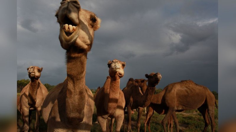 10.000 con lạc đà  bị “xử lý”  vì... hạn hán