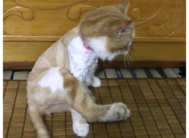 Cô gái trổ tài cắt tỉa lông cho chú mèo cưng, cái kết khiến ai nấy vừa giận vừa thương