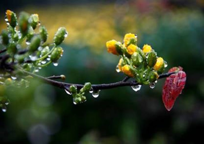“Mùa xuân nho nhỏ”: Gieo những hạt giống của lẽ sống đẹp