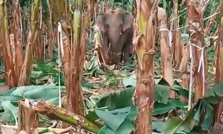 Voi rừng ở Đồng Nai phá vườn rẫy người dân phá ở huyện Định Quán hồi tháng 7. Video: Thanh Huyền.