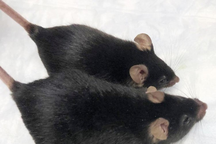 Những con chuột được biến đổi gien vẫn duy trì khối lượng cơ khi vào không gian.