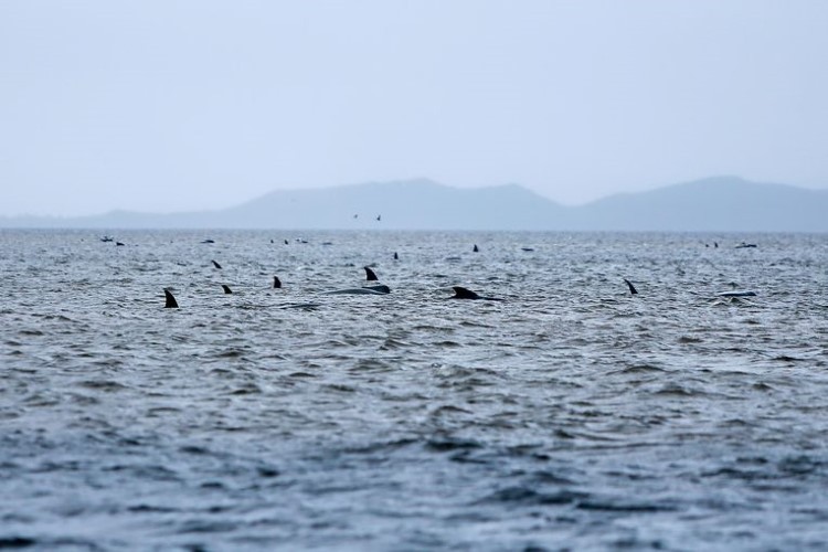 Vì sao gần 500 con cá voi cùng mắc cạn ở Australia?