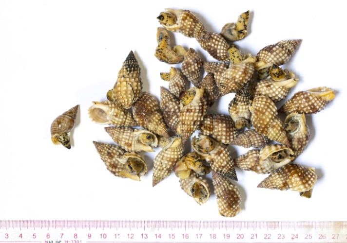 Mẫu vật ốc biển thu thập từ vụ ngộ độc thực phẩm tại Vạn Ninh, Khánh Hòa ngày 11/9/2020. 