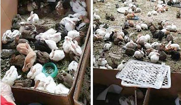 Hơn 870 con thỏ đã được cứu sống. Ảnh: Weibo.