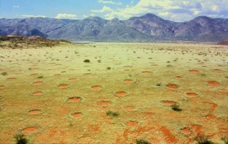Những vòng tròn cổ tích trên sa mạc Namib.