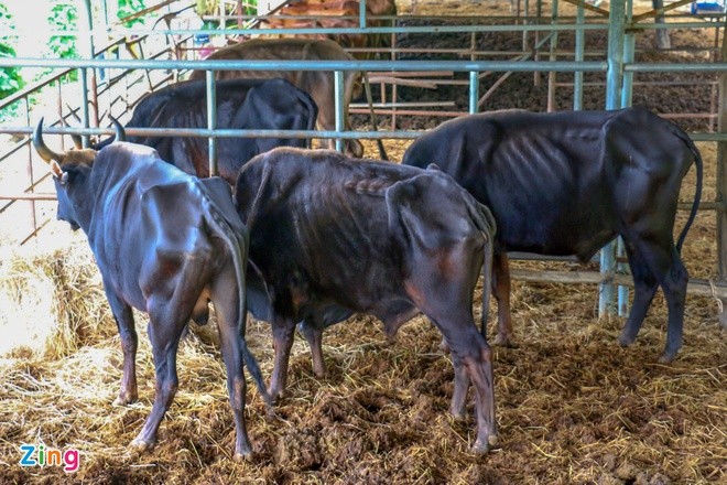 Đàn bò tót nuôi nhốt “thiếu đói” tại Ninh Thuận.