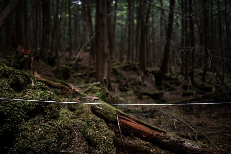 Rừng Aokigahara: Nơi tự sát bí ẩn nhất thế giới